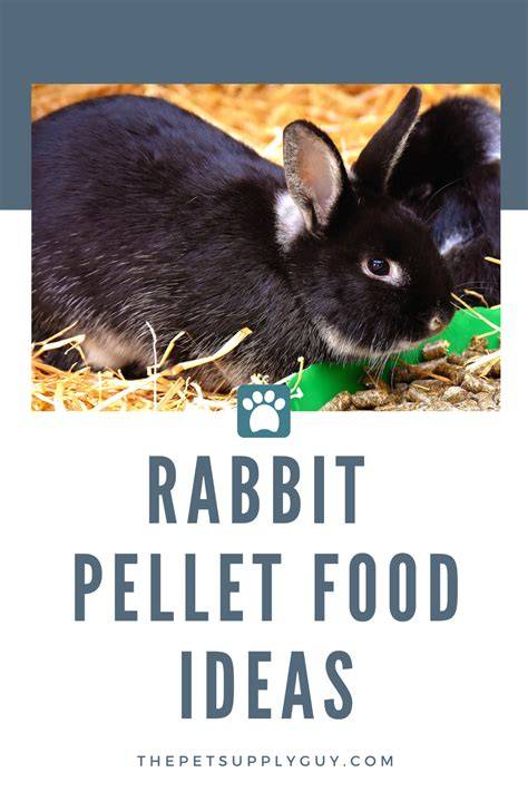 How To Make Pellets For Rabbits At Home - [Vet Explains Pets] - raincitystudios.com