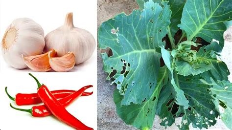 How to make pesticides damage plants from onions … - raincitystudios.com