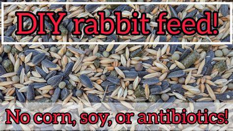 How to Make Rabbit Feed | Complete Guide - raincitystudios.com