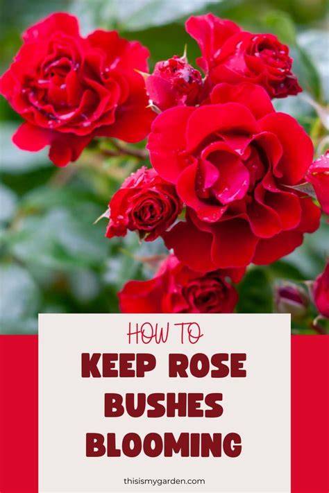How To Make Rose Bushes Bushy - Garden Guides - raincitystudios.com