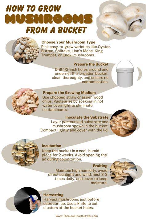 How to Make Substrate for Mushrooms Step by Step - raincitystudios.com