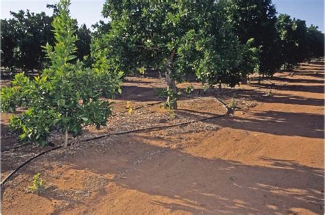 How to manage citrus orchards with less water - raincitystudios.com