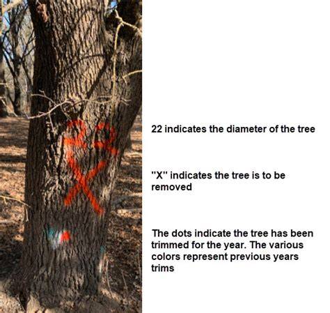 How To Mark A Tree For Removal - raincitystudios.com