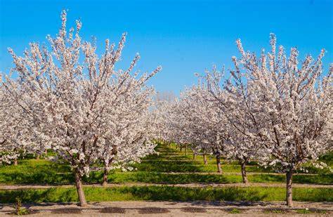 How to Maximize Almond Yields | West Coast Nut - raincitystudios.com