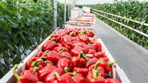 How to Maximize Fertigation in Greenhouse Pepper … - raincitystudios.com