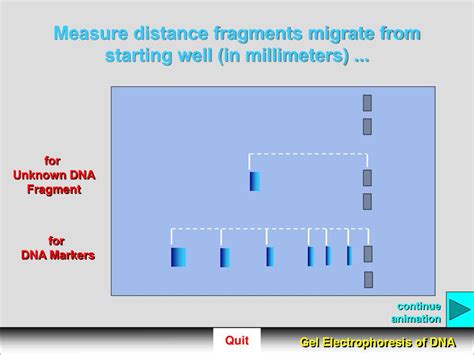 How To Measure Migration Distance Gel Electrophoresis - wintechmobiles.com