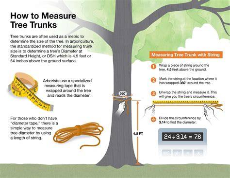How to Measure Trees - Mass.gov - raincitystudios.com