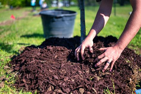 How to mulch with organic matter | RHS Advice - RHS … - raincitystudios.com