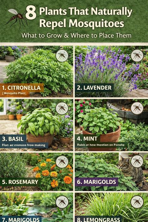 How to Naturally Repel Mosquitoes: Methods That Work - raincitystudios.com