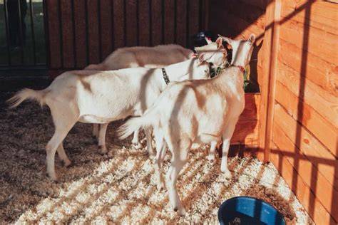 How to Optimize Reproduction and Breeding Programs in Goat Farms - raincitystudios.com