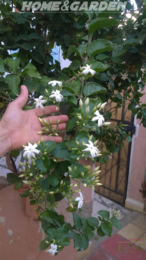 How to Plant, Grow, and Care for Arabian Jasmine - raincitystudios.com