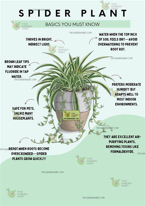 How to Plant, Grow, and Care for Spider Plant Easily - raincitystudios.com