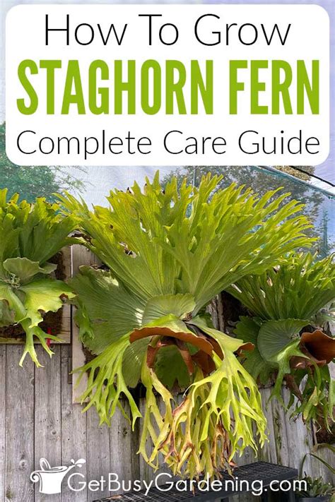 How to Plant, Grow, and Care for Staghorn Fern - Epic … - raincitystudios.com
