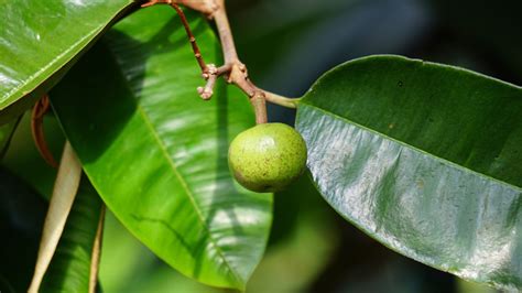 How to Plant, Grow, and Care for Star Apple - Epic … - raincitystudios.com