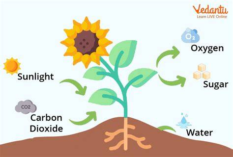 How to Plant, Grow & Care for Ficus Tree (Indoors - raincitystudios.com
