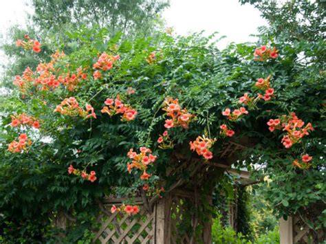 How to Plant, Grow and Care For Trumpet Vine - Epic … - raincitystudios.com