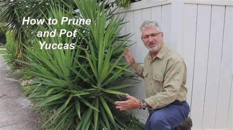 How to plant, prune and propagate yuccas - Bunnings … - raincitystudios.com