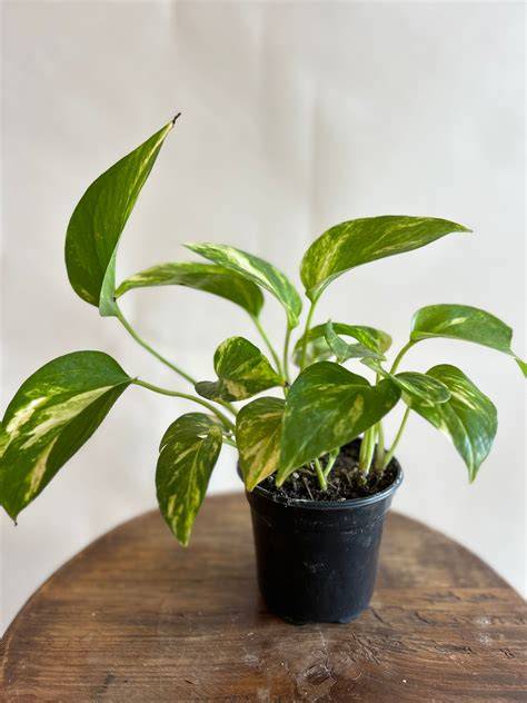 How to Plant & Grow Milkweed Seeds - American … - raincitystudios.com