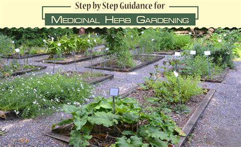 How to Plant a Medicinal Herb Garden - Homespun … - raincitystudios.com