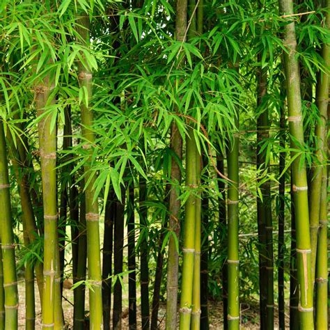 How To Plant Bamboo - raincitystudios.com