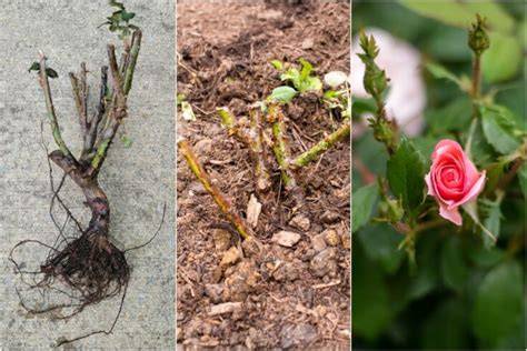 How To Plant Bare Root Roses: Easy Steps For … - raincitystudios.com
