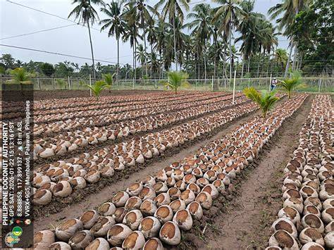 HOW TO PLANT COCONUT FOR... - Farmvilla Resource Centre - raincitystudios.com