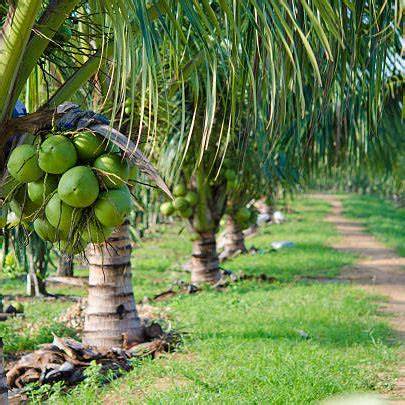 How to Plant Dwarf Coconut: The Ultimate Guide for Beginners - raincitystudios.com