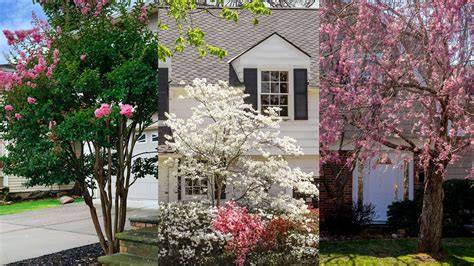 How to plant for home security | Homes and Gardens - raincitystudios.com