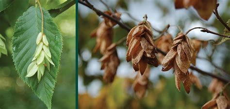 How To Plant Ironwood Seeds - Garden Guides - raincitystudios.com