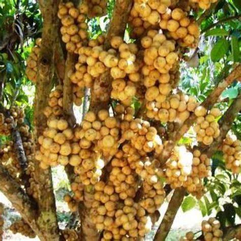 How To Plant Lanzones - Garden Guides - raincitystudios.com