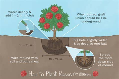 How To Plant Rose Bushes - Southern Living - raincitystudios.com