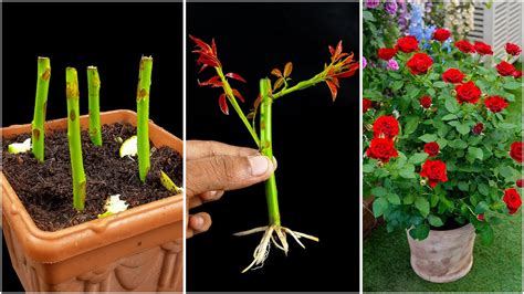 How To Plant Roses From Cuttings - Home Gardens - raincitystudios.com