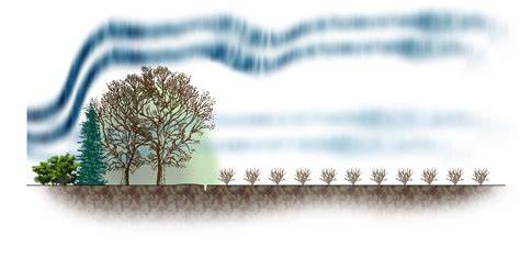 How to Plant Trees for Effective Windbreaks and … - raincitystudios.com