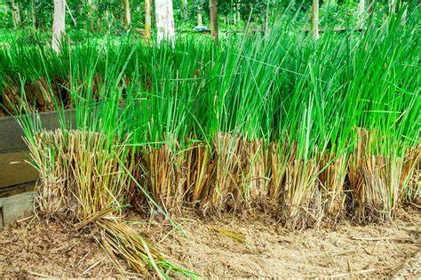 How to Plant Vetiver Grass - The Vetiver Network … - raincitystudios.com