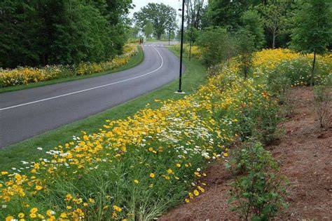 How To Plant Wildflower Seeds On A Slope | Storables - raincitystudios.com