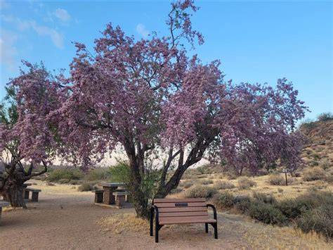 How to Plant Your Ironwood Tree - raincitystudios.com