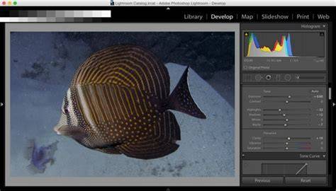 How to Post-Process Underwater Photographs in … - raincitystudios.com