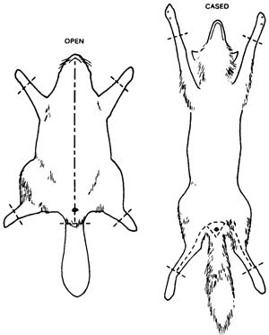 How to Prepare Pelts - New Mexico State University - wintechmobiles.com