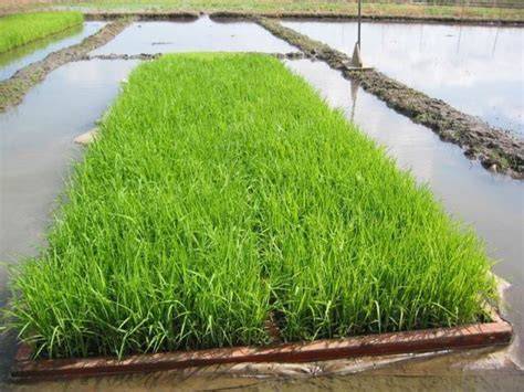 How To Prepare Rice Nursery - raincitystudios.com