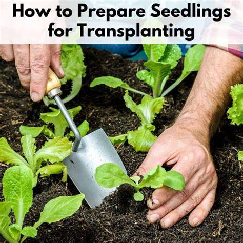 How to prepare the seedlings for transplanting - raincitystudios.com