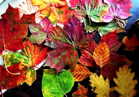 How to Preserve Autumn Leaves - Hobbycraft - muktibox.com
