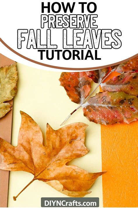 How To Preserve Fall Leaves - tentree.ca - muktibox.com