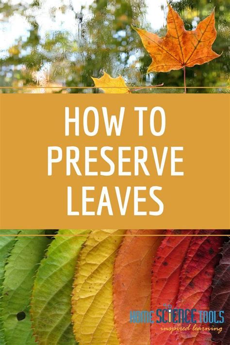 How to Preserve Leaves: 3 Methods | HST Life Science - muktibox.com