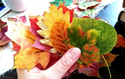How To Preserve Your Collection Of Fall Leaves - Weather Tips Guide - muktibox.com