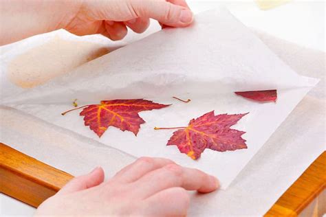 How to Press and Preserve Fall Leaves - Hop-A-Long … - muktibox.com