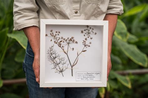 How to Press and Preserve Plants - AMNH - muktibox.com