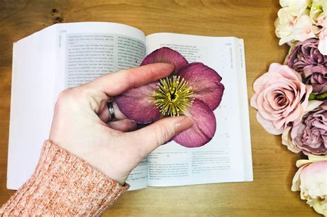 How to Press Flowers with Books - Jennifer Rizzo - muktibox.com