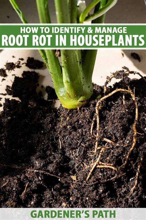 How to Prevent and Treat Root Rot in Houseplants - raincitystudios.com