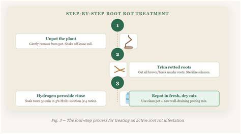 How to Prevent and Treat Root Rot - A Plus Tree - raincitystudios.com