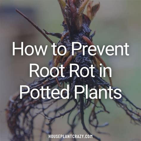 How to Prevent Root Rot and Keep Your Plants Thriving - raincitystudios.com